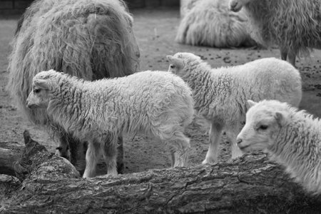 In black and white, young lambs stand close together on sandy ground. Fluffy fur and an innocent look. A cute motif for nature and animal photography.の写真素材