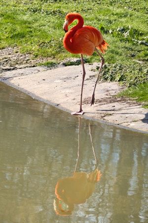 A flamingo stands in front of water, surrounded by green grass. Its bright orange color and graceful legs lend the picture elegance and charismaの写真素材