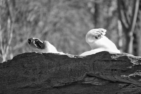 In black and white, a relaxed polar bear lies on a rock, raising a paw in the air, surrounded by a natural background with blurred trees. Perfect for animal and nature themes.の写真素材