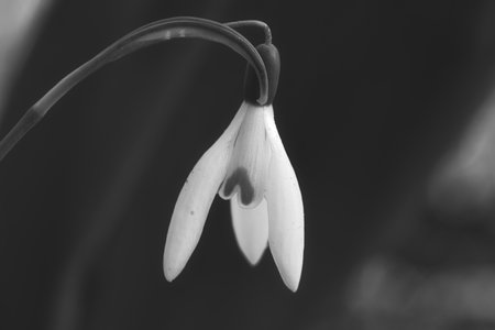 In spring, delicate snowdrops bloom in black and white The delicate, white flowers symbolize a new beginning and the awakening of nature. Macro photography of flowers.の写真素材