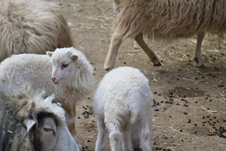 Young lambs stand close together on sandy ground. Fluffy fur and an innocent look. A cute motif for nature and animal photography.の写真素材
