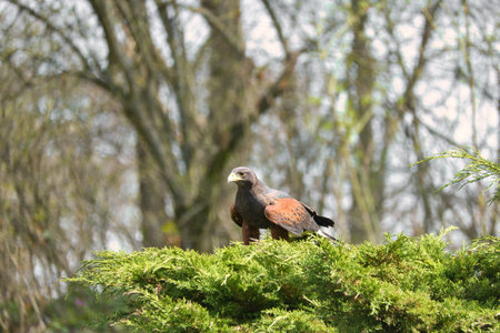 Majestic bird of prey with brown plumage resting on a green branch, embedded in a blurred forest background. Ideal for nature and wildlife photography.の写真素材