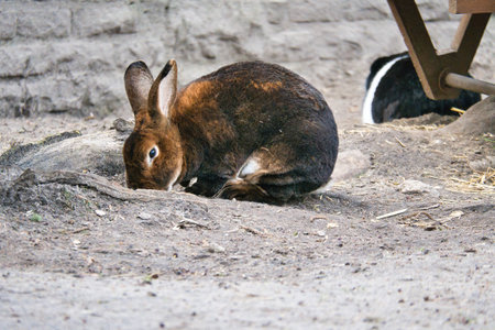 A brown rabbit sits quietly on sandy ground. Its long ears and soft fur make it a charming subject for animal photographyの写真素材