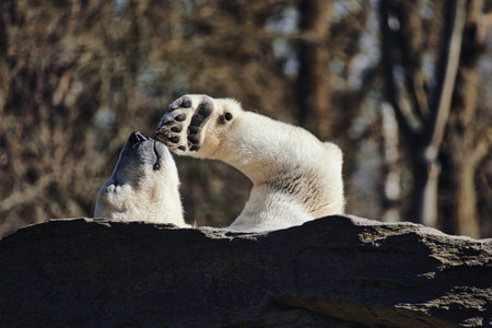 A relaxed polar bear lies on a rock, raising a paw in the air, surrounded by a natural background with blurred trees. Perfect for animal and nature themes.の写真素材
