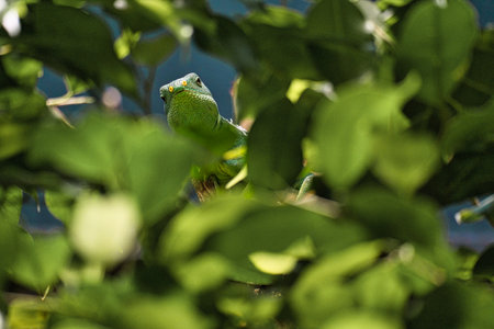 Green iguana, half hidden between tropical leaves. Perfectly captured, the picture shows the natural camouflage and calmness of the reptile.の写真素材