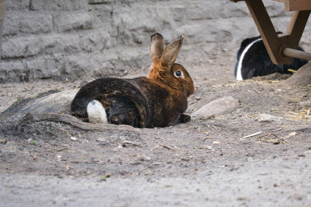 A brown rabbit lies in a hollow in the sandy ground. Its long ears and soft fur make it an attractive subject for animal photographyの写真素材