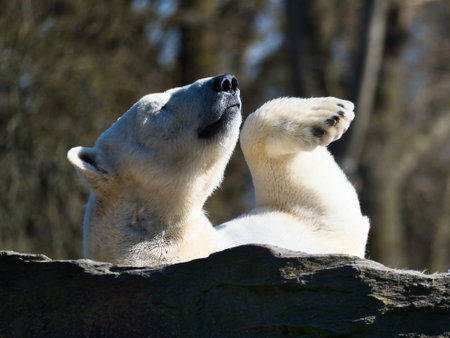 A relaxed polar bear lies on a rock, raising a paw in the air, surrounded by a natural background with blurred trees. Perfect for animal and nature themes.の写真素材
