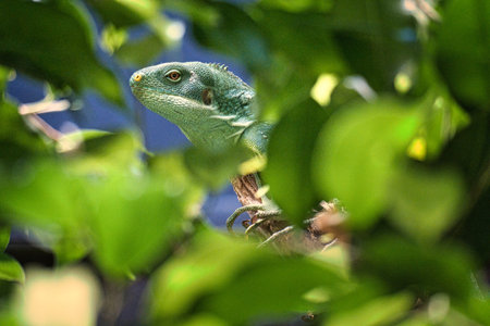 Green iguana, half hidden between tropical leaves. Perfectly captured, the picture shows the natural camouflage and calmness of the reptile.の写真素材