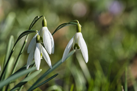 Gentle snowdrops bloom among the green grass in spring. Delicate, white flowers symbolize a new beginning and the awakening of nature. Macro photography of flowers.の写真素材
