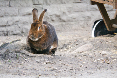 A brown rabbit sits quietly on sandy ground. Its long ears and soft fur make it a charming subject for animal photographyの写真素材