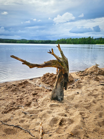 Tree stump on the sandy lake shore, surrounded by green forests and cloudy skies. Peaceful landscape, perfect for themes such as nature, tranquility and the environment.の写真素材