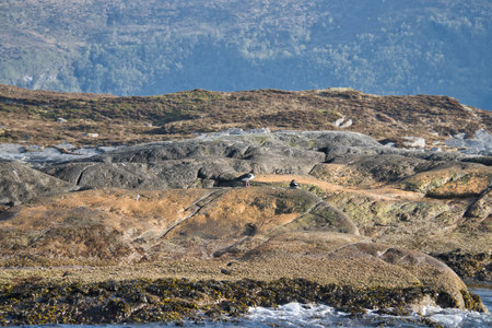 Rocky coastline with lush green hills, framed by wooded mountains in the background. An idyllic, unspoiled landscape for nature and travel inspiration.の写真素材