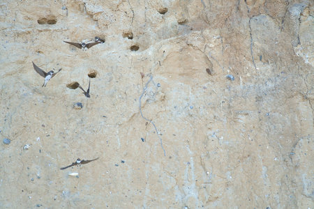 Sand martins fly in front of a sandy cliff face with breeding burrows. Dynamic nature scene, ideal for subjects such as birds, habitat and wildlife photography!の写真素材