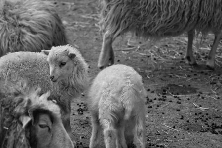 In black and white, young lambs stand close together on sandy ground. Fluffy fur and an innocent look. A cute motif for nature and animal photography.の写真素材