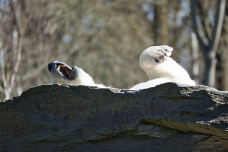 A relaxed polar bear lies on a rock, raising a paw in the air, surrounded by a natural background with blurred trees. Perfect for animal and nature themes.の写真素材