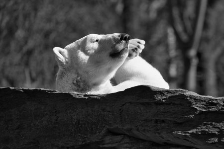 In black and white, a relaxed polar bear lies on a rock, raising a paw in the air, surrounded by a natural background with blurred trees. Perfect for animal and nature themes.の写真素材