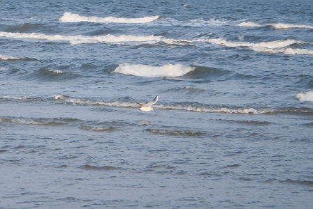 Seagull flies over the water, on the coast. Light waves on the sea. Animal photo of a birdの写真素材