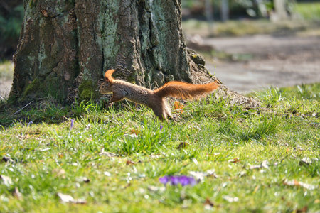 Red squirrel jumps in the sunlight on a green meadow in front of a tree trunk. Spring-like nature mood with bright colors.の写真素材