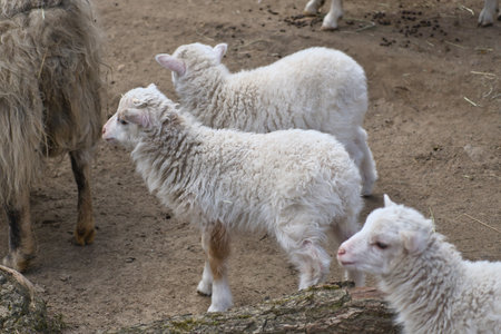 Young lambs stand close together on sandy ground. Fluffy fur and an innocent look. A cute motif for nature and animal photography.の写真素材