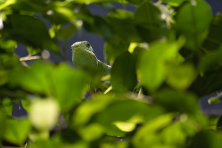 Green iguana, half hidden between tropical leaves. Perfectly captured, the picture shows the natural camouflage and calmness of the reptile.の写真素材