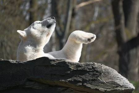 A relaxed polar bear lies on a rock, raising a paw in the air, surrounded by a natural background with blurred trees. Perfect for animal and nature themes.の写真素材