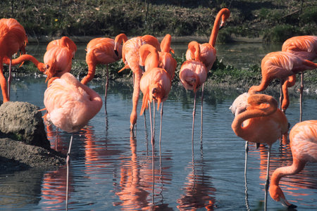 Flamingos standing in the water, looking for food. Bright orange color of the plumage and graceful legs give the image elegance and charismaの写真素材