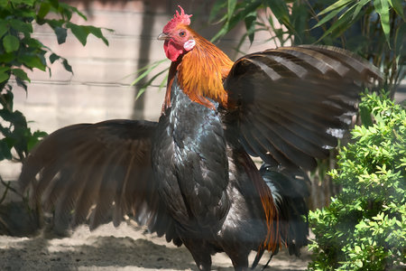 A colorful rooster with bright orange neck plumage and black body and outstretched wings, perfect for nature and wildlife photography.の写真素材