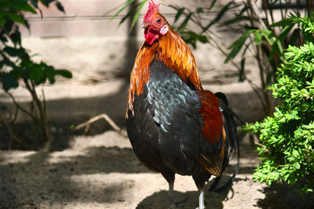 Colorful rooster in the sunlight, surrounded by green plants and shade. Rural idyll, farm atmosphere and natural wildlife in vibrant colors.の写真素材