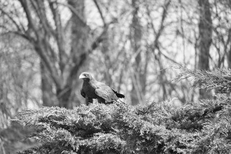 in black and white, majestic bird of prey with brown plumage resting on a green branch, embedded in a blurred forest background. Ideal for nature and wildlife photography.の写真素材