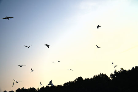 Seagulls glide gracefully through the clear sky, above a forest. Animal photoの写真素材