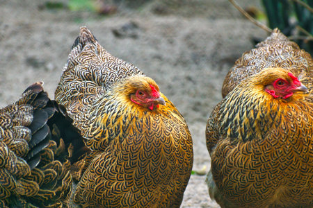 Chickens with colorful and beautiful plumage patterns. Rural idyll, farm atmosphere and natural wildlife in bright colors.の写真素材