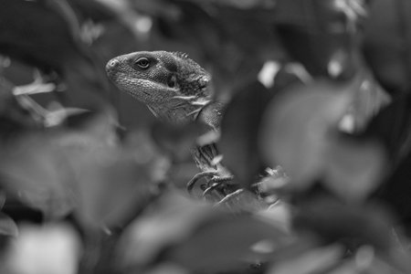 in black and white, green iguana, half hidden between tropical leaves. Perfectly captured, the picture shows the natural camouflage and calmness of the reptile.の写真素材