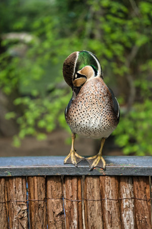 A colorful hen duck stands on a fence and turns its head to the side. The background is blurred and shows green nature in spring or summer.の写真素材