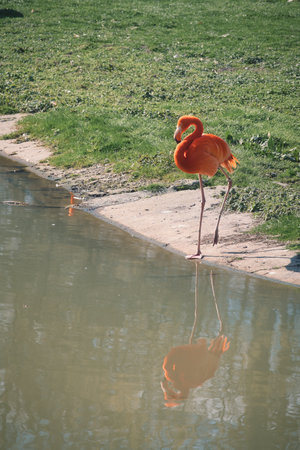 A flamingo stands in front of water, surrounded by green grass. Its bright orange color and graceful legs lend the picture elegance and charismaの写真素材
