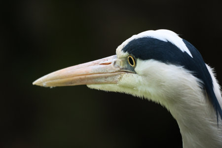 Close-up of a gray heron with sharp focus on the head and beak. The high-contrast colors and details make this image ideal for nature and wildlife photography.の写真素材