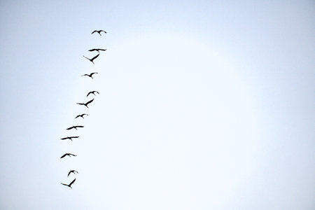 Cranes fly one after the other in the sky. Migratory birds passing through. Natural spectacle from natureの写真素材