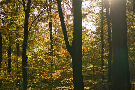 An autumnal forest flooded with warm sunlight. Golden leaves glow as rays break through the trees - a peaceful natural idyll.の写真素材