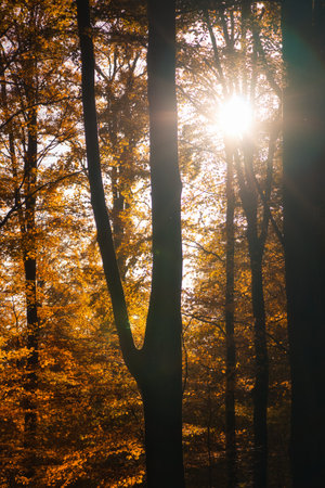 An autumnal forest flooded with warm sunlight. Golden leaves glow as rays break through the trees - a peaceful natural idyll.の写真素材