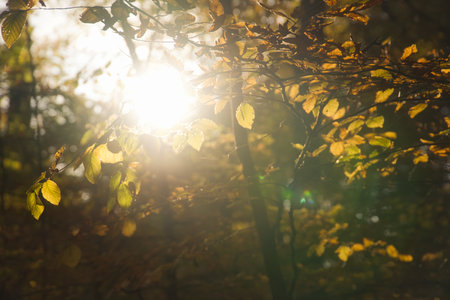 An autumnal forest flooded with warm sunlight. Golden leaves glow as rays break through the trees - a peaceful natural idyll.の写真素材