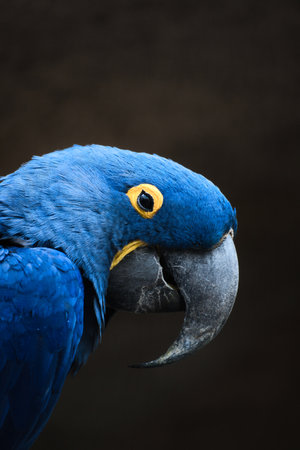 Portrait of a hyacinth macaw against a dark background. The bright blue parrot with its distinctive beak and yellow eye ring radiates exoticism and elegance.の写真素材
