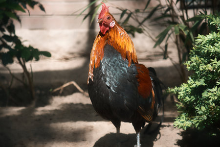 Colorful rooster in the sunlight, surrounded by green plants and shade. Rural idyll, farm atmosphere and natural wildlife in vibrant colors.の写真素材