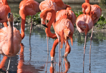 Flamingos standing in the water, looking for food. Bright orange color of the plumage and graceful legs give the image elegance and charismaの写真素材