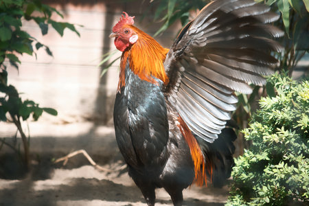 Colorful rooster in the sunlight, with outstretched wings, surrounded by green plants and shade. Rural idyll, farm atmosphere and natural wildlife in vibrant colors.の写真素材