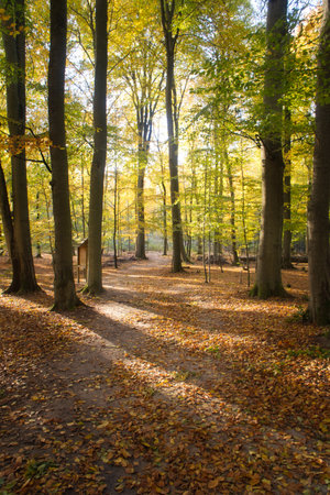 An autumnal forest flooded with warm sunlight. Golden leaves glow as rays break through the trees - a peaceful natural idyll.の写真素材