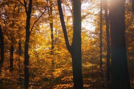An autumnal forest flooded with warm sunlight. Golden leaves glow as rays break through the trees - a peaceful natural idyll.の写真素材