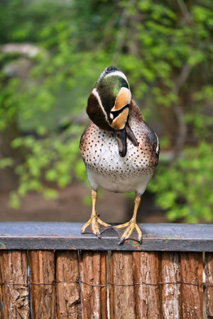 A colorful duck stands on a fence and turns its head to the side. The background is blurred and shows green nature in spring or summer.の写真素材