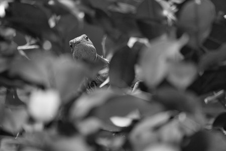in black and white, green iguana, half hidden between tropical leaves. Perfectly captured, the picture shows the natural camouflage and calmness of the reptile.の写真素材