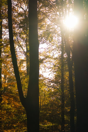 An autumnal forest flooded with warm sunlight. Golden leaves glow as rays break through the trees -...