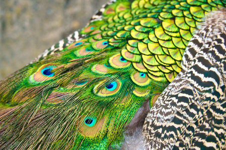 Close-up of colorful peacock feathers with shimmering shades of green and blue. Natural patterns, texture and exoticism in a fascinating close-up.の写真素材