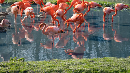 Flamingos standing in the water, looking for food. Bright orange color of the plumage and graceful legs give the image elegance and charismaの写真素材